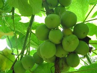 Jatropha Fruit