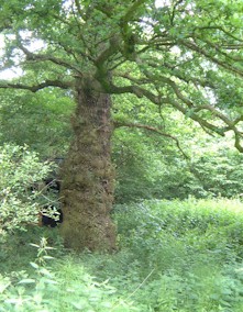 Mature trees do not absorb much excess CO2