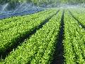 Solar Powered Irrigation