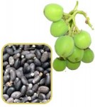 What is Jatropha